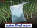 खतांचे दर वाढले, पहा कुठल्या खताची बॅग किती रुपयांनी वाढली, वाचा सविस्तर  - Marathi News | Latest News Fertilizer prices have increased, see how much bag of fertilizer has increased, read in detail | Latest agriculture News at Lokmat.com