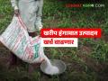 रासायनिक खतांची दरवाढ शेतकऱ्यांच्या बाेकांडी, युद्धाचा फटका : दरात 10.84 ते 85.71 टक्क्यांची वाढ - Marathi News | Latest Ndews Price hike of chemical fertilizers Price increase from 10.84 to 85.71 percent | Latest agriculture News at Lokmat.com