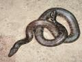 Ratnagiri News: भरणेत दुर्मीळ व्हिटेकर बोआ जातीचा साप - Marathi News | A rare Whitaker Boa snake was found at Bharenaka in Khed taluka Ratnagiri | Latest ratnagiri News at Lokmat.com