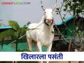 Khilar खिलार बैलाला स्पर्धेसाठी व शर्यतीसाठी मोठी मागणी - Marathi News | Khilar Bull is in great demand for competition and racing | Latest agriculture News at Lokmat.com