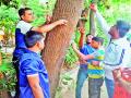 खिळेमुक्तीसाठी सरसावले वृक्षप्रेमी - Marathi News | Tree-lover | Latest pimpri-chinchwad News at Lokmat.com