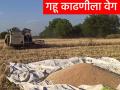 ढगाळ वातावरणामुळे पहिल्या टप्प्यात लावलेल्या गव्हाच्या काढणीची लगबग - Marathi News | Harvesting of wheat planted in the first phase was delayed due to cloudy weather | Latest agriculture News at Lokmat.com