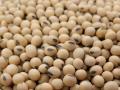 मोंढ्यात एक हजार क्विंटल सोयाबीनची आवक, आज काय मिळाला भाव? - Marathi News | Inflow of one thousand quintals of soybeans in Mondha | Latest agriculture News at Lokmat.com