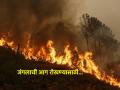 जंगलातील आग रोखण्यासाठी वन विभाग अलर्ट! काय उपाय योजण्यात येताहेत? - Marathi News | Forest department alert to prevent forest fire! What measures are being taken? | Latest agriculture News at Lokmat.com