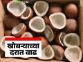Copra Market : वातावरणातील बदलामुळे खोबरा उत्पादनात घट; दरात झाली मोठी वाढ - Marathi News | Copra Market : Copra production declines due to climate change; prices increase sharply | Latest agriculture News at Lokmat.com