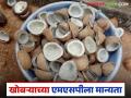 Coconut MSP : खोबऱ्याच्या MSP ला मंजुरी, आता किसलेल्या अन् गोटा खोबऱ्याच्या किंमती कशा राहतील?  - Marathi News | Latest News Minimum Support Price (MSP) for coconut approved for the 2026 season | Latest agriculture News at Lokmat.com