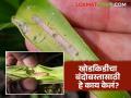 Agriculture News : खोडकिडीच्या बंदोबस्तासाठी शेतकऱ्यांनी काय केलं पहा, वाचा सविस्तर - Marathi News | Latest News See what bhandara district farmers did to control the Khodkid of crops, read in detail | Latest agriculture News at Lokmat.com