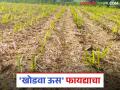 खोडवा उसाचे पिक घेतल्याने उत्पादन खर्चात कशी होते मोठी बचत? वाचा सविस्तर - Marathi News | How does growing ratoon sugarcane crop for maximum savings in production costs? Read in detail | Latest agriculture News at Lokmat.com