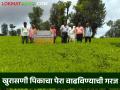 Agriculture News : खुरासणीचे फुले वैतरणा वाण शेतकऱ्यांना फायदेशीर, वाचा सविस्तर  - Marathi News | Latest News Agriculture News Khurasani fule Vaitrana variety beneficial for farmers, read in detail  | Latest agriculture News at Lokmat.com