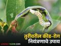 उत्पन्न वाढीसाठी तुरीवरील कीड-रोग नियंत्रणाचे तातडीचे उपाय काय कराल, वाचा सविस्तर  - Marathi News | Latest news Tur Kid Rog Niyantran Urgent measures for pest and disease control on tur to increase production | Latest agriculture News at Lokmat.com
