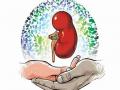 नागपुरात ४०० रुग्णांची मूत्रपिंडासाठी जीवघेणी प्रतीक्षा - Marathi News | About 400 patients with kidney failure in Nagpur division on dialysis | Latest nagpur News at Lokmat.com