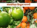 संत्रापेक्षा किन्नूची खरेदी वाढली, या दोन्ही फळांत फरक काय?  - Marathi News | Latest News Sales of orange-like fruit called 'Kinnu' increased in market | Latest agriculture News at Lokmat.com