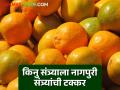 Nagpur Santra Market : पंजाबच्या किनू संत्र्याला नागपुरी संत्रा देतोय टक्कर, वाचा सविस्तर  - Marathi News | Nagpur Santra Market Nagpuri santra is giving competition to Punjab's kinoo santra read in detail | Latest agriculture News at Lokmat.com