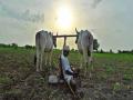 किसान सन्मान योजनेची अंमलबजावणी दोन महिन्यांपासून ठप्प! - Marathi News | Implementation of Kisan Samman Yojana stops for two months! | Latest vashim News at Lokmat.com
