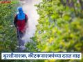 कीटकनाशके, बुरशीनाशके, तणनाशकांच्या दरात 40 टक्क्यांपर्यंत वाढ, जाणून घ्या नेमकं कारण  - Marathi News | Latest News Prices of pesticides, fungicides, herbicides increase by up to 40 percent | Latest agriculture News at Lokmat.com