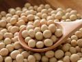 घरी साठवणूक केलेले सोयाबीन बाजारात;आवक वाढली, भाव काय मिळतोय? - Marathi News | Soybean arrivals in the market increased; Home stored soybeans in the market | Latest agriculture News at Lokmat.com
