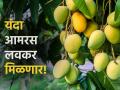 यंदा प्रथमच ऑक्टोबरमध्ये लागला केसर आंब्याला मोहर - Marathi News | This year, for the first time in October, kesar mangoes were stamped | Latest agriculture News at Lokmat.com