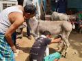 ऐकावे ते नवलच! गाढविणीचे दूध १५ हजार रुपये लिटर - Marathi News | It's amazing to hear! Donkey milk 15 thousand rupees liter | Latest agriculture News at Lokmat.com