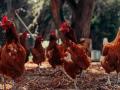 गावरान कोंबडीपालनातून वर्षाला साडेतीन लाखांचा नफा, तरुणाची बेरोजगारीवर मात - Marathi News | Profit of three and a half lakhs per year from Gavran Poultry Farming | Latest agriculture News at Lokmat.com