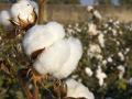 कापूस मार्केटवर टेक्स्टाइल लॉबीचा दबाव - Marathi News | Cotton market | Latest agriculture News at Lokmat.com