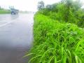 मुंबई-पुणे महामार्गावरील तारेचे कुंपण हरवले गवतात - Marathi News | The fence of the stars on the Mumbai-Pune highway is lost | Latest raigad News at Lokmat.com