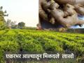 एक एकरातील आल्यातून मिळाले १२ लाखांचे उत्पन्न - Marathi News | An income of 12 lakhs was obtained from one acre of ginger | Latest agriculture News at Lokmat.com