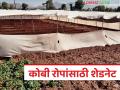उगवण क्षमतेत घट, उन्हापासून कोबीचे रोप वाचविण्यासाठी शेडनेटचे कव्हर, वाचा सविस्तर - Marathi News | | Latest agriculture News at Lokmat.com