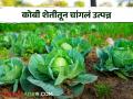 Cabbage Farming : पाच एकरांत फुलकोबी फुलली, एकरी लाख रुपयांचं उत्पन्न, वाचा सविस्तर  - Marathi News | Latest News Success Story Cauliflower bloomed in five acres, income of one lakh rupees, read in detail  | Latest agriculture News at Lokmat.com