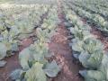 खामखेडा परिसरात कोबी लागवडीची लगबग - Marathi News | Cabbage cultivation in Khamkheda area is almost | Latest nashik News at Lokmat.com