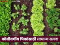 Agriculture News : कोबीवर्गीय पिकांसाठी सामान्य सल्ला, जाणून घ्या सविस्तर   - Marathi News | Latest News Agriculture News General advice for cabbage crops, know in detail | Latest agriculture News at Lokmat.com