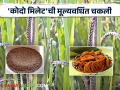 Food Processing : आरोग्यदायी अन् पौष्टिक 'कोदो मिलेट'ची चकली; मिलेट प्रक्रिया उद्योगातील आधुनिक संधी - Marathi News | Food Processing: Healthy and nutritious millet millet; Modern Opportunities in Millet Processing Industry | Latest agriculture News at Lokmat.com
