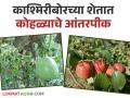 Integrated Farming : भाजीपाला आणि फळबागेच्या एकत्रित शेती, भंडारा जिल्ह्यातील महिला शेतकऱ्याचा प्रयोग  - Marathi News | Latest News Combined Vegetable and Orchard Farming Experiment by a Woman Farmer in Bhandara District  | Latest agriculture News at Lokmat.com