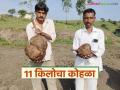 अकोले तालुक्यात सापडला अकरा किलोचा 'हा' दुर्मीळ कंद; जाणून घ्या सविस्तर - Marathi News | 'This' rare tuber weighing 11 kg found in Akole taluka; Know the details | Latest agriculture News at Lokmat.com