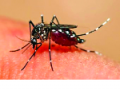 कोल्हापुरात ‘डेंग्यू’चा विळखा तीव्र - Marathi News | Dengue is known as 'dengue' in Kolhapur | Latest kolhapur News at Lokmat.com