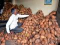 बाप्पाच्या आधीच नारळ भडकला; दरवाढीमुळे ग्राहकांमध्ये चिंता  - Marathi News | Coconut prices increase during festive season due to decline in production | Latest kolhapur News at Lokmat.com