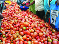 टोमॅटो दहा रुपये किलो - Marathi News | Tomatoes for Rs.10 / kg | Latest kolhapur News at Lokmat.com