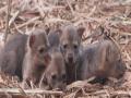 सातवे येथे सापडली कोल्ह्याची चार पिले, वनविभागाच्या ताब्यात  - Marathi News | Four fox cubs found in Rethere dam in Sangli, in custody of forest department | Latest sangli News at Lokmat.com