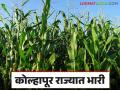 Fodder Production : चारा उत्पादनात हा जिल्हा राज्यात भारी - Marathi News | Fodder Production: This district is heavy in fodder production in the state | Latest agriculture News at Lokmat.com