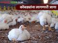 Poultry Farm : पोल्ट्री फार्ममधील पक्षांच्या वयानुसार प्रति कोंबडी किती जागा लागते, वाचा सविस्तर - Marathi News | Latest News How much space is required per chicken in a poultry farm see details | Latest agriculture News at Lokmat.com