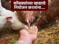 Poultry Farming : 'असे' खाद्य कोंबड्यांना दिल्यास मरतूक वाढेल, खाद्याबाबत 'या' गोष्टी लक्षात ठेवा! - Marathi News | Poultry Farming : | Latest agriculture News at Lokmat.com