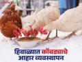 Poultry Farming : हिवाळ्यात कोंबड्यांच्या खाद्यात असा करा बदल, जाणून घ्या सविस्तर  - Marathi News | Latest News Poultry Farming Make these changes in chicken feed in winter, know in detail | Latest agriculture News at Lokmat.com