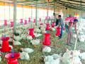 पिकांअभावी आता शेतात येतोय कोंबड्यांचाच आवाज - Marathi News | The sound of the chickens is now coming in the field due to crop failure | Latest solapur News at Lokmat.com