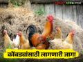 Poultry Farming : कोंबड्यांना बसण्यासाठी किती जागा लागते, माहितीय का? वाचा सविस्तर  - Marathi News | Latest News Poultry Farming How much space do chickens need to roost in poultry farm Read in detail  | Latest agriculture News at Lokmat.com