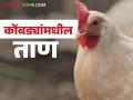 कोंबड्यांनी खाद्य सोडलंय, मग समजून जा, स्ट्रेस आला, पोल्ट्री फार्ममध्ये 'हे' उपाय करा!  - Marathi News | Latest News Chickens have left food, then Stress in poultry farm apply these solution | Latest agriculture News at Lokmat.com