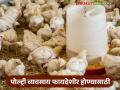 Poultry Business : पोल्ट्री व्यवसाय अधिक फायदेशीर होण्यासाठी काय करायचं, जाणून घ्या सविस्तर  - Marathi News | Latest News Kukkutpalan Learn in detail what to do to make poultry business more profitable | Latest agriculture News at Lokmat.com