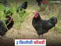 मांस व अंडी असा दुहेरी नफा देणारी ही कोंबड्याची जात ठरतेय फायदेशीर; वाचा सविस्तर - Marathi News | This breed of chicken that provides the dual benefits of meat and eggs is becoming profitable; Read in detail | Latest agriculture News at Lokmat.com