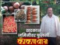 Farmer Success Story: कोठारीच्या माळरानावर बहरली गाडगे यांची नफ्याची शेती वाचा सविस्तर - Marathi News | Farmer Success Story: latest news Read in detail about Bahrali Gadge's profitable farming on Kothari's Malrana | Latest agriculture News at Lokmat.com