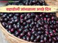 भौगोलिक मानांकनाचा बहाडोली जांभूळ उत्पादक शेतकऱ्यांना होणार लाभ - Marathi News | Geographical classification will benefit Bahadoli Jambhul farmers | Latest agriculture News at Lokmat.com