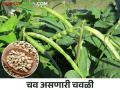 कोकणातील गिरणे गावच्या चवळीला अनोखी चव; ८० एकरांवर चवळी शेतीचा पॅटर्न - Marathi News | The unique flavor of cowpeas from the village of Girne in Konkan; Pattern of cowpea farming on 80 acres | Latest agriculture News at Lokmat.com