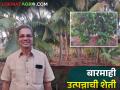 शासकीय नोकऱ्या सोडल्या अन् नवरा बायको रमले शेतीत; फुलवल्या फळबागा - Marathi News | left government jobs and husband and wife indulged in agriculture; cultivation of different fruit crops | Latest agriculture News at Lokmat.com